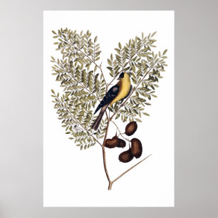 Poster Botanique vintage avec l'oiseau jaune