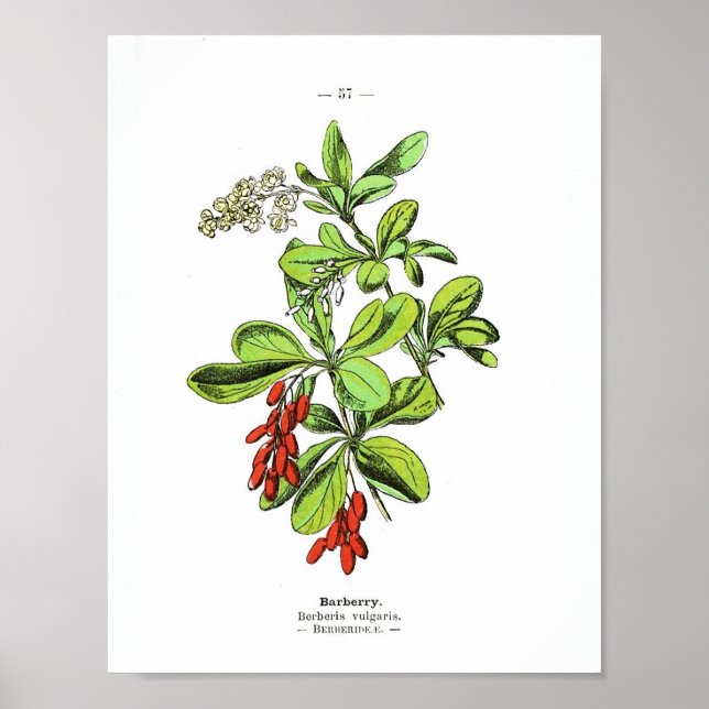 Poster botanique vintage - Barberry (Devant)