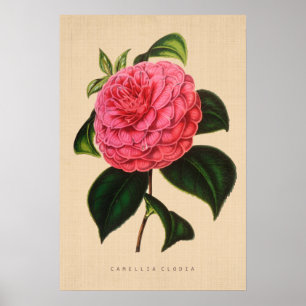 Poster Botanique vintage - Camellia Clodia
