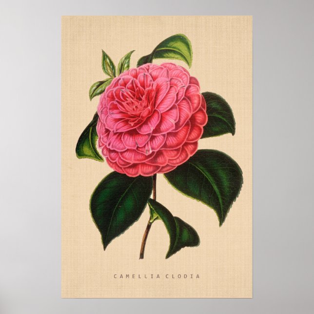 Poster Botanique vintage - Camellia Clodia (Devant)