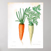 Poster botanique vintage - Carotte