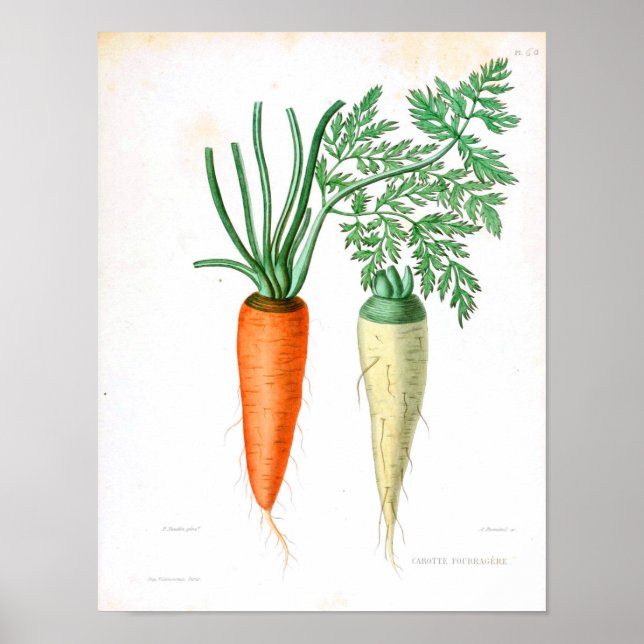 Poster botanique vintage - Carotte (Devant)