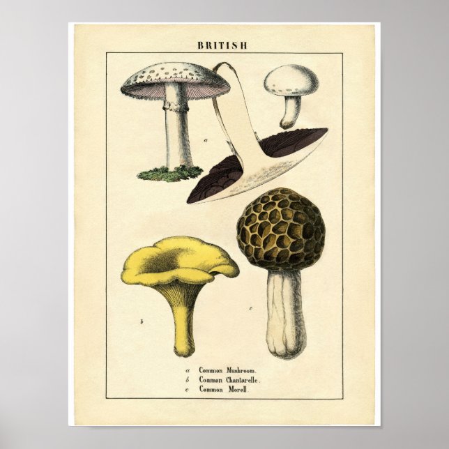 Poster botanique vintage - Champignon britannique (Devant)