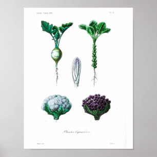 Poster botanique vintage - Chou-fleur