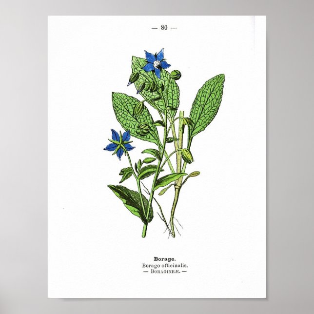 Poster botanique vintage - Embarquement (Devant)