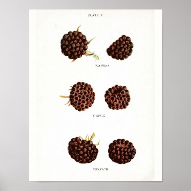 Poster botanique vintage - Framboise (Devant)