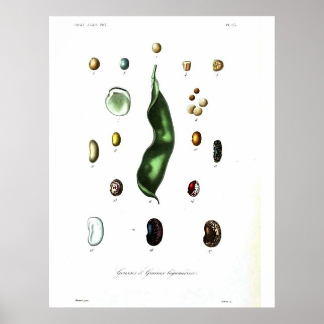 Poster botanique vintage - Haricots (Devant)