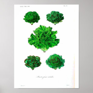Poster botanique vintage - Lettuce