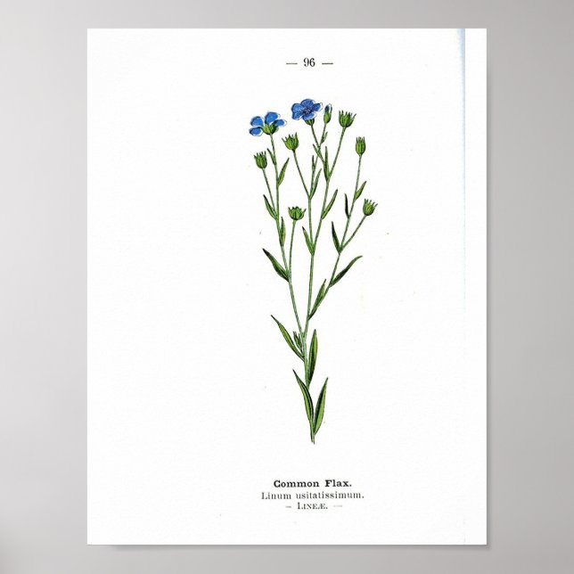 Poster botanique vintage - lin commun (Devant)