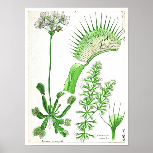 Poster Botanique vintage - Plante carnivore (Devant)