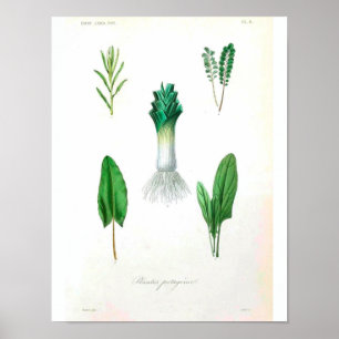 Poster botanique vintage - Poireau