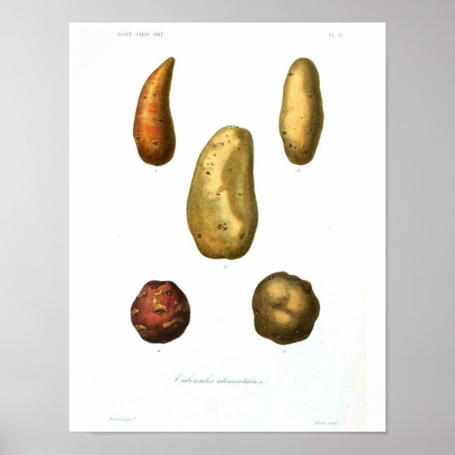 Poster botanique vintage - Pomme de terre (Devant)