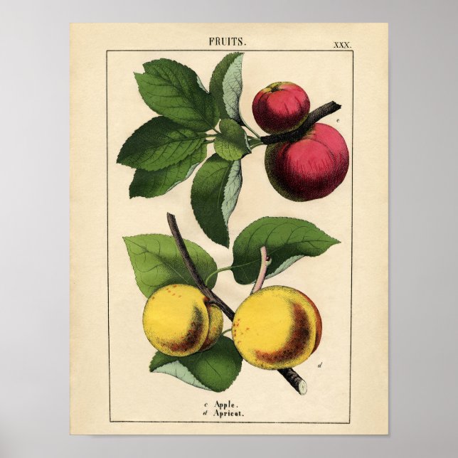 Poster botanique vintage - Pomme et abricot (Devant)