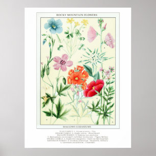 Poster Botanique Vintage Rocky Mountain Fleurs sauvages