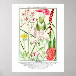 Poster Botanique Vintage Rocky Mountain Fleurs sauvages