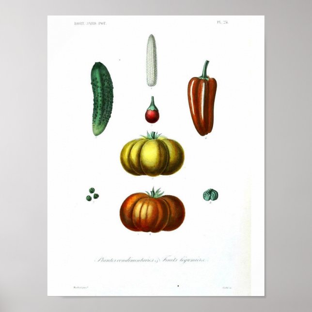Poster botanique vintage - Squash (Devant)