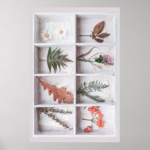 Poster Botanique White Shadow Box, Fleurs Feuilles Ferns