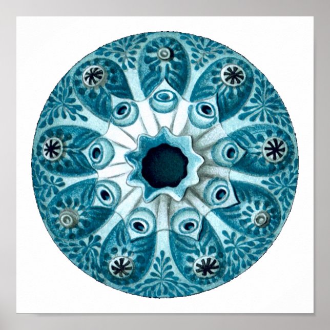 Poster Botryllus Polycyclus Ernst Haeckel Fine Art (Devant)