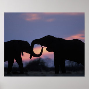 Poster Botswana, Parc national de Chobe, Eléphants