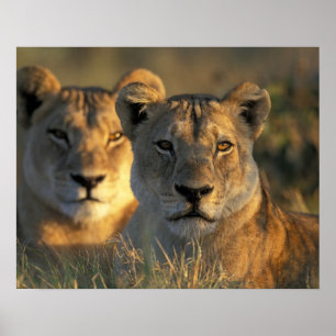 Poster Botswana, parc national de Chobe, Lionnes