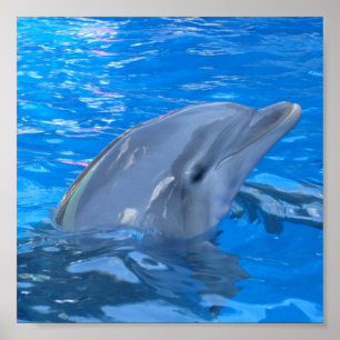 Poster Bottlenose Dolphin Print