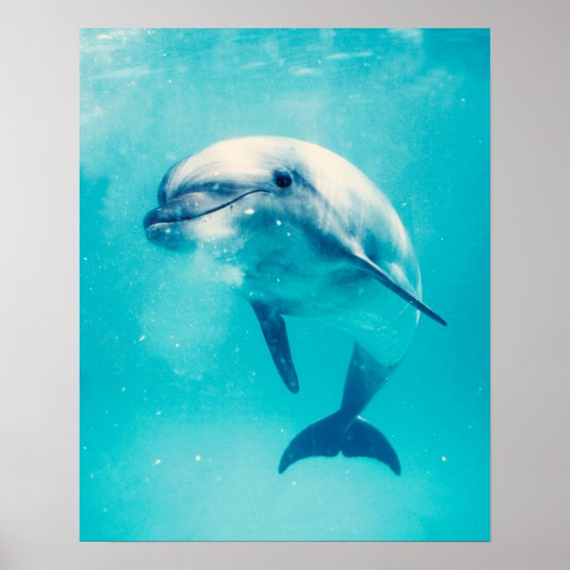 Poster Bottlenosed Dolphin Underwater (Devant)