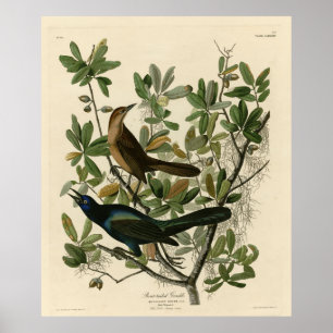 Poster Bouche à queue de bateau - Audubon's Birds of Amer