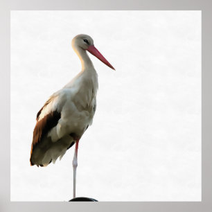 Poster Bouche Blanche (Ciconia ciconia) Oiseaux Art Sur B