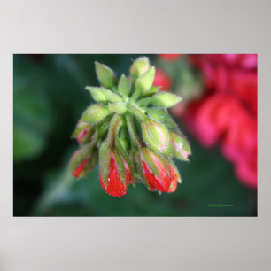 Poster Boucles de géranium