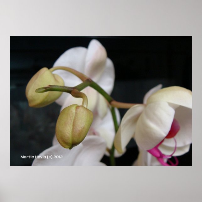Poster Boucles d'orchidées blanches (Devant)