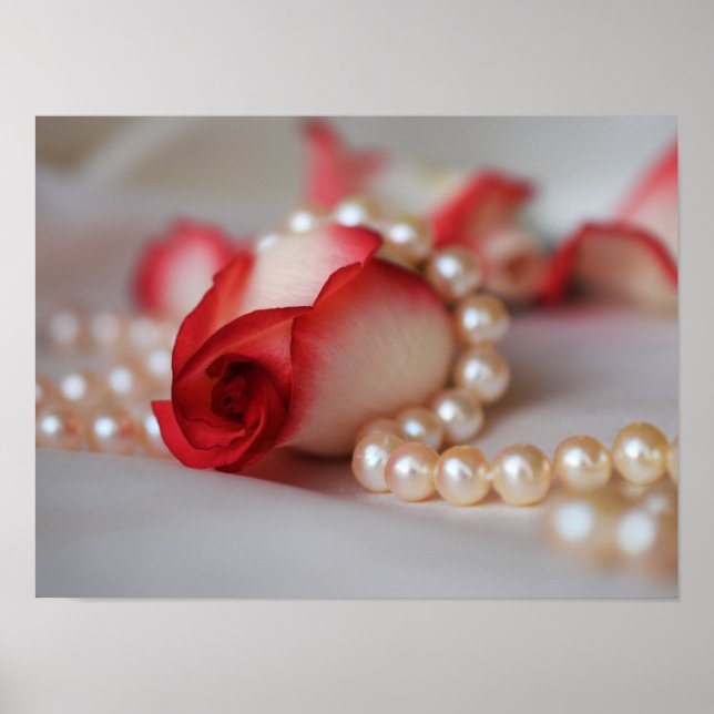 Poster Boud et perles de roses rouges (Devant)