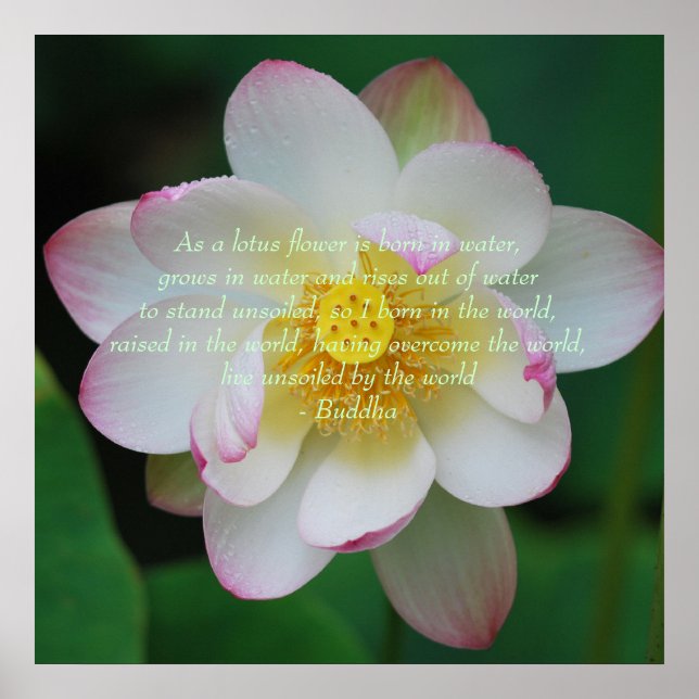 Poster Bouddha citation Lotus flower (Devant)