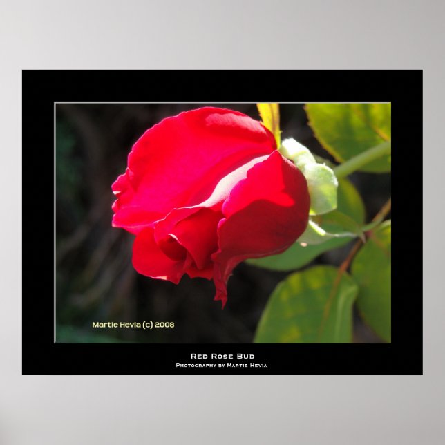 Poster "Boue de rose rouge" (Devant)