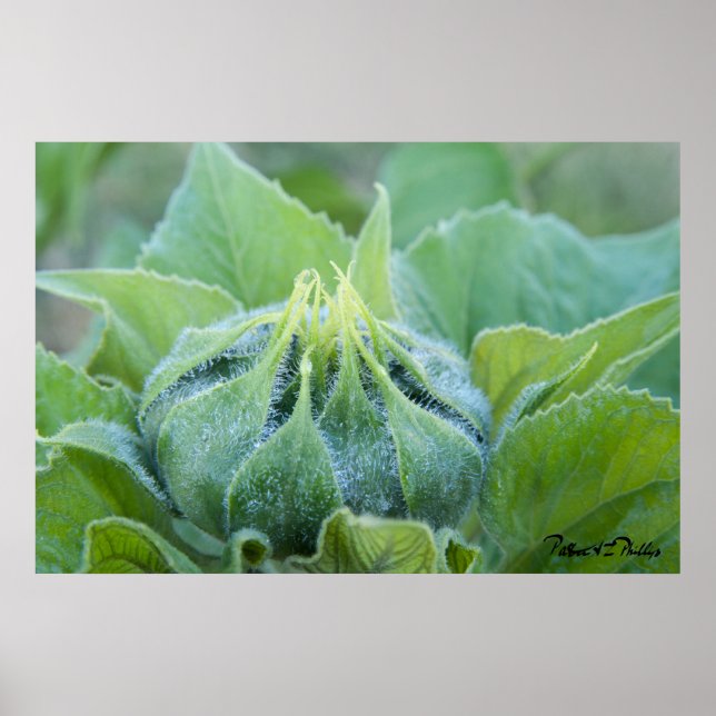 Poster Boue De Tournesol Humide Agrandir la photo (Devant)