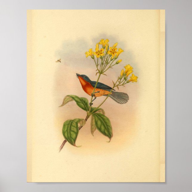Poster Bouffée Bellied Red Fantail Flycatcher Bird Imprim (Devant)