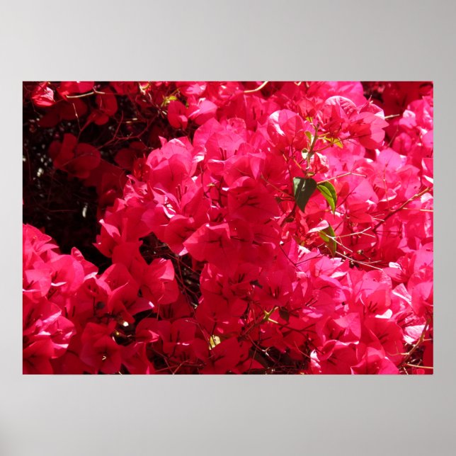 Poster Bougainvillea (Devant)