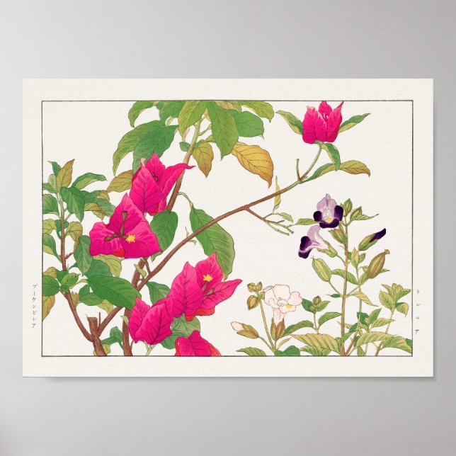 Poster Bougainvillea, Fleur Wishbone de Tanigami Konan (Devant)