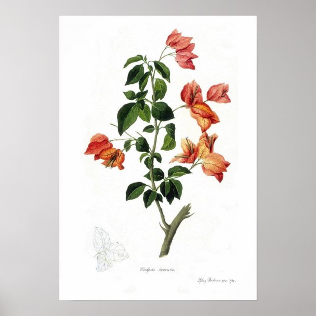 Poster Bougainvillea spectabilis (Devant)