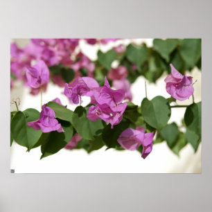 Poster Bougainvillée