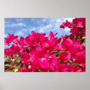 Poster Bougainvillée et Beau Ciel Bleu