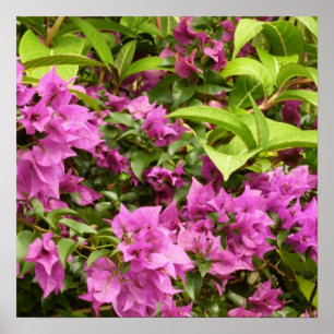 Poster Bougainvillées tropicales violettes