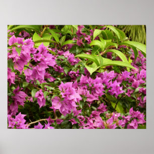 Poster Bougainvillées tropicales violettes