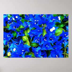 Poster Bougainvilliers bleus vifs Fleurs