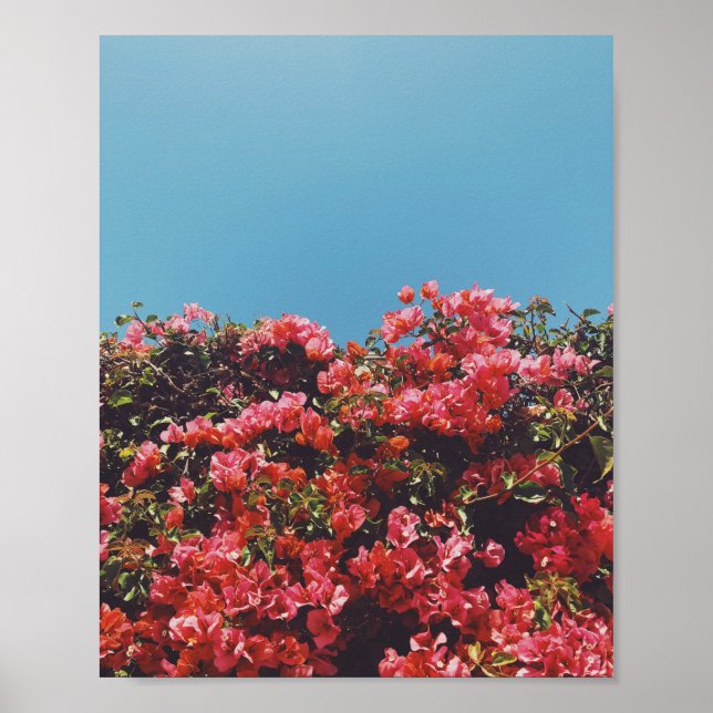 Poster Bougainvilliers d'inspiration vintage Californie (Devant)
