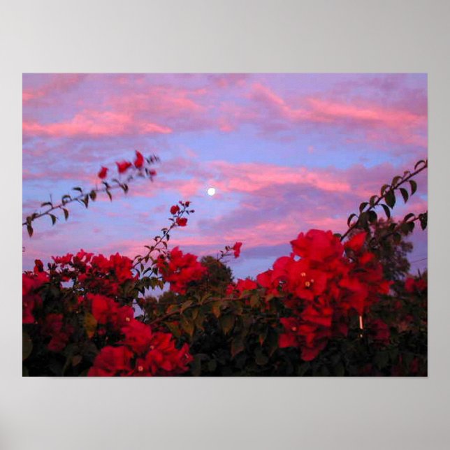 Poster Bougainvilliers et Pleine lune au coucher du solei (Devant)