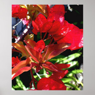 Poster Bouganvilla rouge
