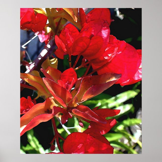 Poster Bouganvilla rouge (Devant)