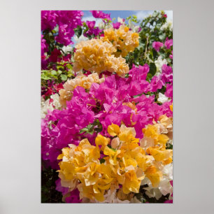 Poster Bouganvilleau, Cayman Brac, îles Caïmanes,