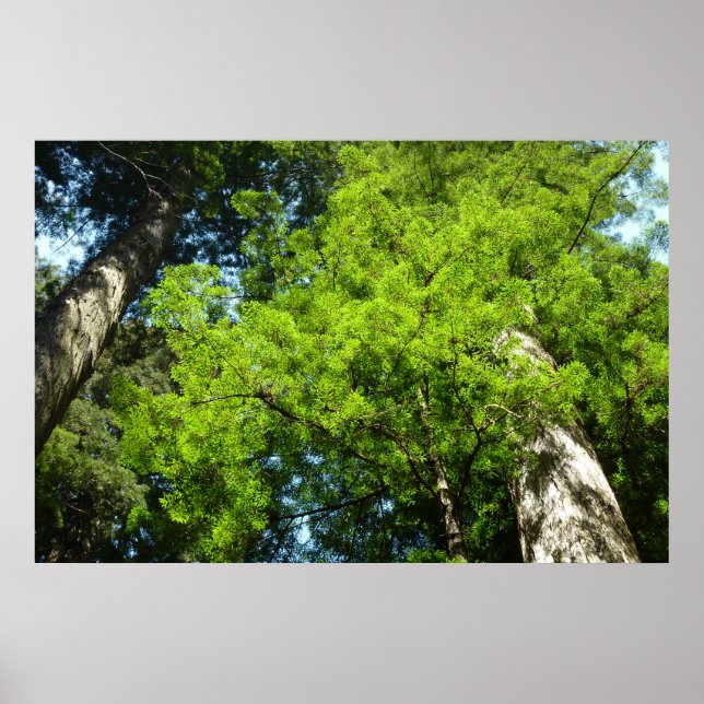 Poster Boughs de séquoia dans le parc national Redwood (Devant)