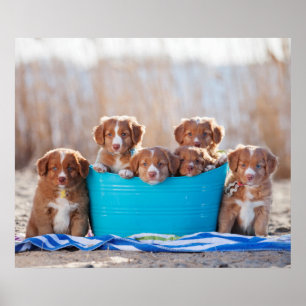 Poster Boule De Marionnettes Sur La Plage